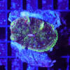 WYSIWYG Anemone "Mini Maxi Carpet