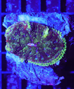 WYSIWYG Anemone "Mini Maxi Carpet