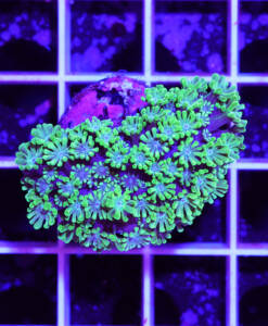 Alternative view of WYSIWYG Alveopora "Ultra Green & Blue Center"