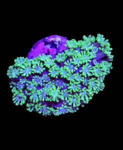 WYSIWYG Alveopora "Ultra Green & Blue Center"