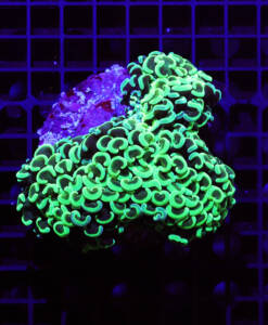 WYSIWYG Euphyllia Ancora Mastergrade "Yellow - Gold"