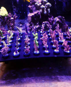 Alternative view of Acropora 4er Spar-Paket