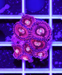 Alternative view of WYSIWYG Zoanthus "Playboy Bunny"