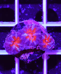 Alternative view of WYSIWYG Acanthastrea Lordhowensis "Red & Blue"