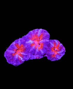 WYSIWYG Acanthastrea Lordhowensis "Red & Blue"