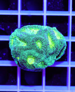 Alternative view of WYSIWYG Favia "green with yellow Eyes"