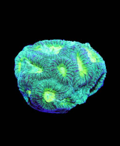 WYSIWYG Favia "green with yellow Eyes"