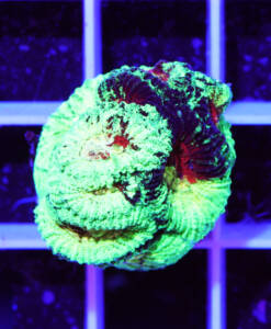 Alternative view of WYSIWYG Favia Mayan Blood