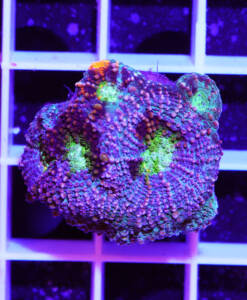 Alternative view of WYSIWYG Favia "Tricolor"