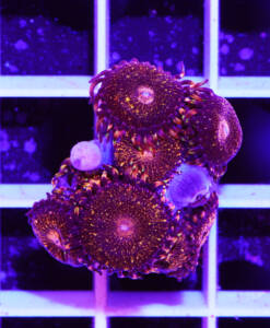 Alternative view of WYSIWYG Zoanthus "Reverse Space Monster"