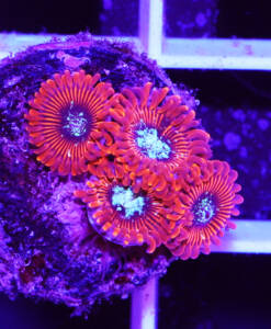 Alternative view of WYSIWYG Zoanthus „Magician“
