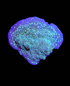 WYSIWYG Montipora undata