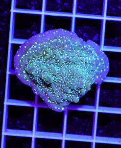 Alternative view of WYSIWYG Montipora undata