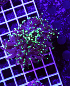 Alternative view of WYSIWYG Euphyllia Paraancora "Green Nugget" 2 Heads
