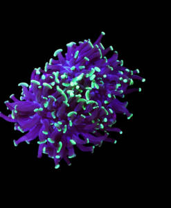 WYSIWYG Euphyllia Paraancora "Green Nugget" 2 Heads