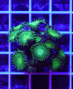 Alternative view of WYSIWYG Palythoa "Venus Fly Trap"