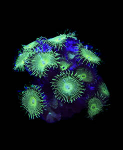 WYSIWYG Palythoa "Venus Fly Trap"