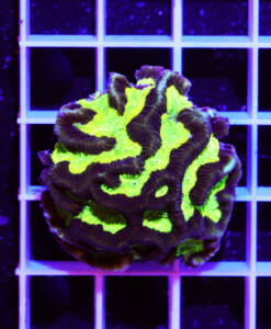 Alternative view of WYSIWYG Goniastrea "Green Center"