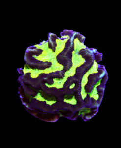 WYSIWYG Goniastrea "Green Center"