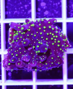 Alternative view of WYSIWYG Acropora "Bali"