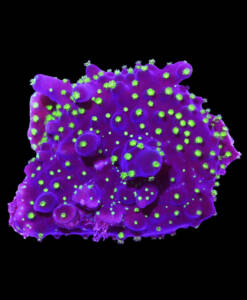 WYSIWYG Acropora "Bali"