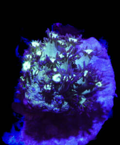WYSIWYG Goniopora "Galaxy" glitter