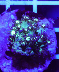 Alternative view of WYSIWYG Goniopora "Galaxy" glitter