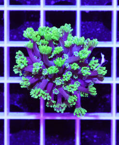 Alternative view of WYSIWYG Alveopora "green & blue Center"
