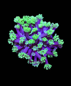 WYSIWYG Alveopora "green & blue Center"