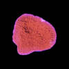 Montipora foliosa "Red"