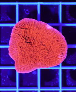 Alternative view of Montipora foliosa "Red"