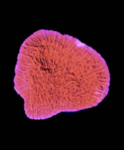 Montipora foliosa "Red"