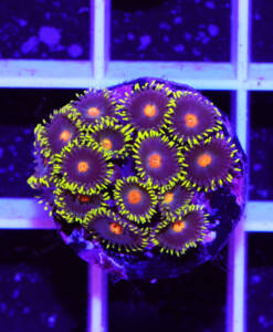 Alternative view of WYSIWYG Zoanthus "Blue Blow Pop" 16 Köpfe