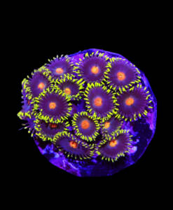 WYSIWYG Zoanthus "Blue Blow Pop" 16 Köpfe