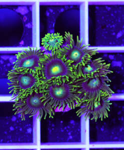 Alternative view of WYSIWYG Zoanthus „Blue Sun“ Krustenanemone 10 Köpfe