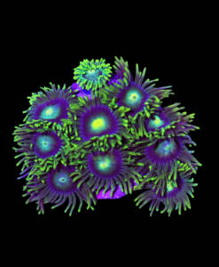 WYSIWYG Zoanthus „Blue Sun“ Krustenanemone 10 Köpfe