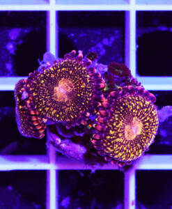 Alternative view of WYSIWYG Zoanthus "Reverse Space Monster & Gorilla Nipple" Mix