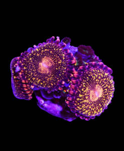 WYSIWYG Zoanthus "Reverse Space Monster & Gorilla Nipple" Mix