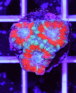 Alternative view of WYSIWYG Acanthastrea Lordhowensis "Red & Green"