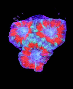 WYSIWYG Acanthastrea Lordhowensis "Red & Green"