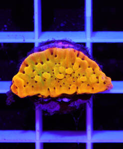 Alternative view of WYSIWYG Montipora flaming Phönix