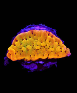 WYSIWYG Montipora flaming Phönix