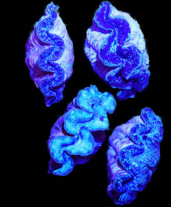 Tridacna maxima Mördermuschel