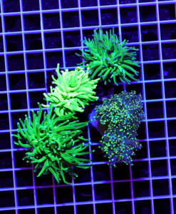 Alternative view of Euphyllia Green 4er Spar-Paket glabrescens und yaeyamaensis