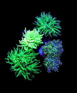 Euphyllia Green 4er Spar-Paket glabrescens und yaeyamaensis