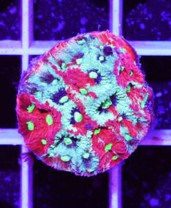 Alternative view of WYSIWYG Favites Pentagona "War Coral"