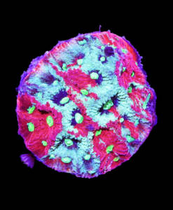 WYSIWYG Favites Pentagona "War Coral"