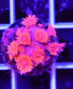Alternative view of WYSIWYG Goniopora "Red Ultra" mit blue Tips