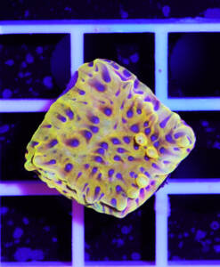 Alternative view of WYSIWYG Montipora Crazy T
