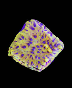WYSIWYG Montipora Crazy T